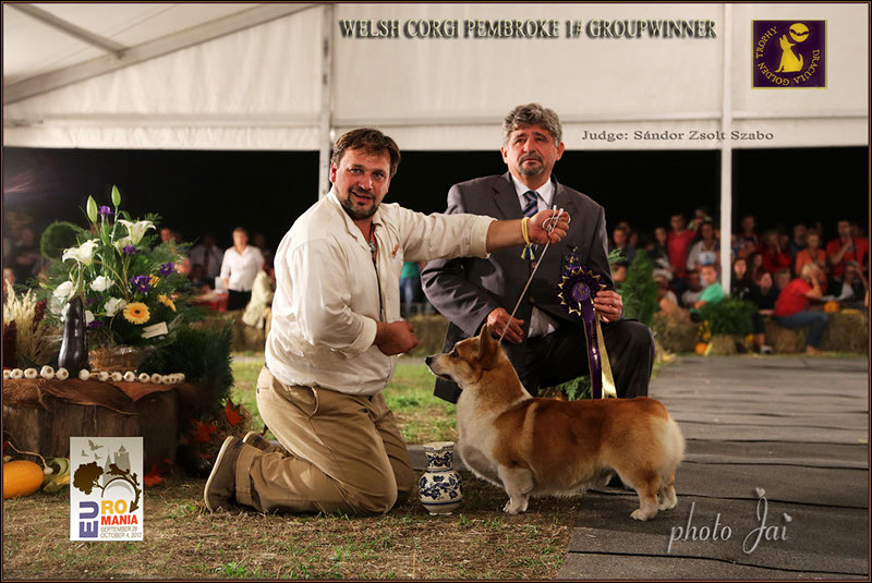 Копия I61A3059 WELSH CORGI PEMBROKE GROUPWINNER