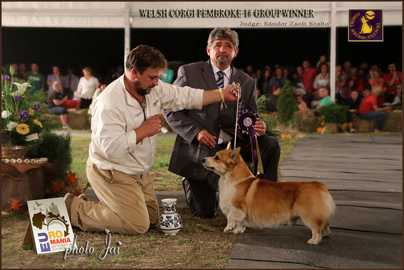 I61A3049 WELSH CORGI PEMBROKE GROUPWINNER